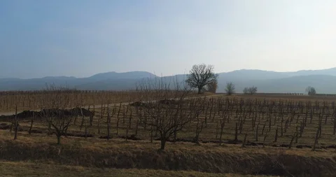 Red car driving down a scenic road with vineyards in Vipava Valley, Slovenia Stock Footage 115571938
