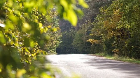 Red car driving on a road in the forest. Stock Footage 82495935