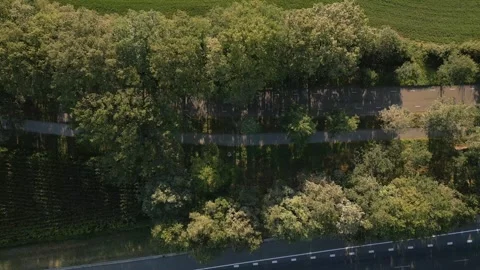 Red car is driving on a road next to a line of trees Stock Footage 293158296