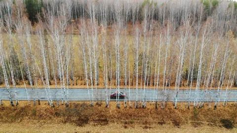 Red car moving through autumn forest along trees. Aerial view of driving Stock Footage 176379745