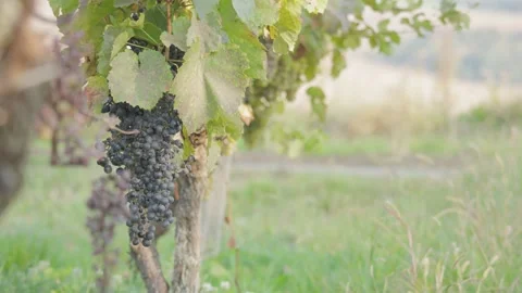 Red car stops at a vineyard full of ripe grapes. Trip to the vineyards. 動画素材 207768054