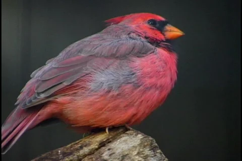 Red Cardinal 1 Stock Footage 298258