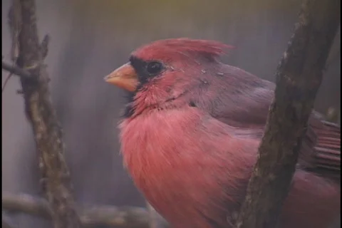 Red Cardinal 2 Stock Footage 298259