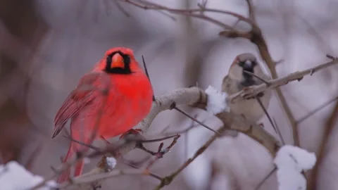Red cardinal and sparrow bird on snow tree branch in winter Stock Footage 345833414