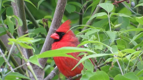 Red cardinal bird in green leaf tree Vidéo 38724893