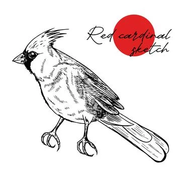 Red cardinal bird sketch, vector illustration. Engraved illustration.. Hand Stock Illustration