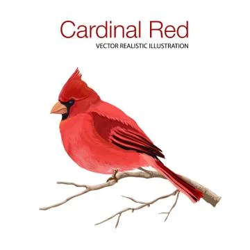 Red Cardinal on branch Stock Illustration
