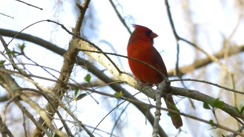 Red Cardinal Chirps in Tree Before Flying Away, 4K Stock Footage 71953998