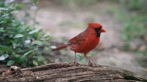 Red cardinal eats worms out of wood Stock Footage 266450297