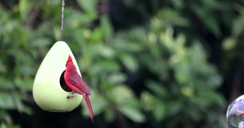 Red Cardinal Vídeos de archivo 132078722