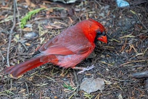 Red Cardinal on the ground 库存照片