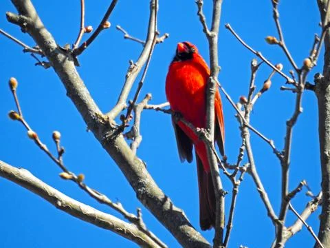 Red Cardinal on Oak Tree Stock Photos