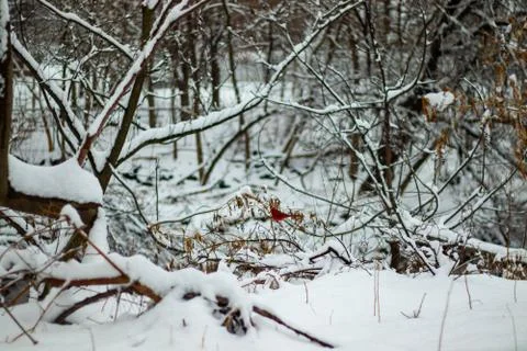 Red Cardinal perched on a tree in winter landscape Stock Photos