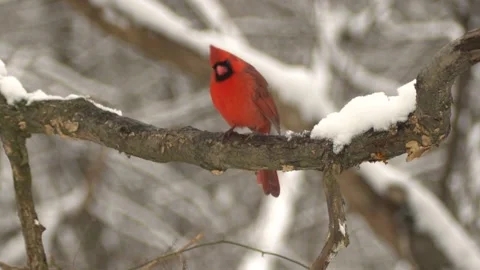 A red cardinal perching on the tree branch in the winter Stock Footage 148305397