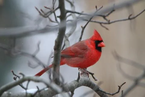 Red Cardinal 写真素材