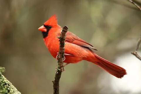 Red Cardinal Stock Photos