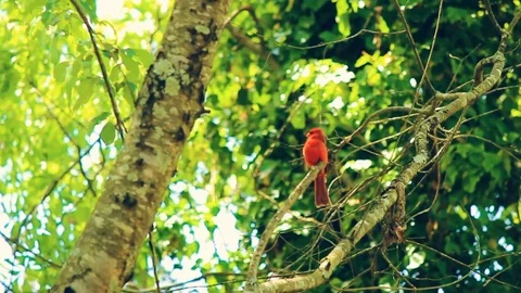 Red Cardinal Rests on Tree Branch Stock Footage