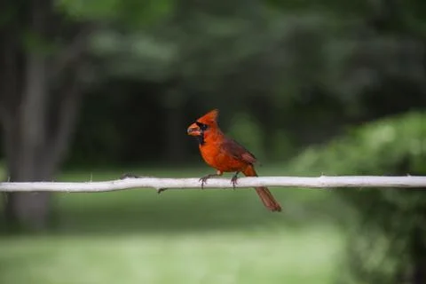 Red cardinal with a seed Stock-Fotos