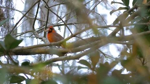 Red Cardinal Sits in Tree With Bread in its Mouth, 4K Stock Footage 71983748