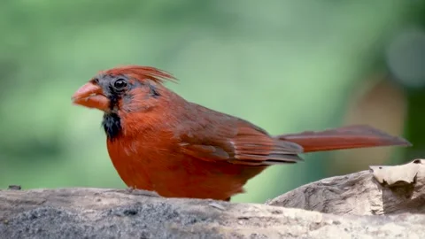 Red cardinal slightly molting - closeup Stock Footage 264531740