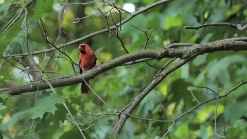 Red Cardinal in the summer park Stock Footage 278338051