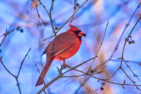 Red cardinal of Toronto Stock Photos