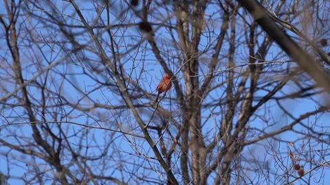 Red cardinal on the tree Stock Footage 265527286