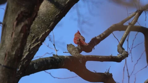 Red cardinal on the tree Video stock 265527294