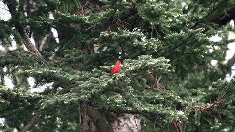 Red cardinal on a tree Video stock 275388337