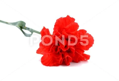 A red carnation bloom flower Stock Photos