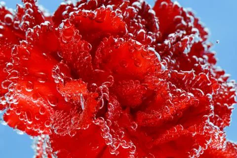 Red carnation on a blue background. Macro shot of carnations for postcards. Stock Photos