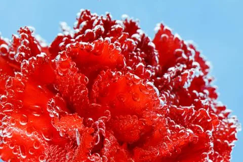 Red carnation on a blue background. Macro shot of carnations for postcards. Stock Photos