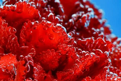 Red carnation on a blue background. Macro shot of carnations for postcards. Stock Photos