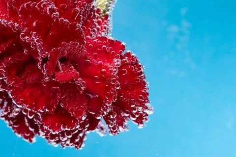 Red carnation on a blue background. Macro shot of carnations for postcards. Foto stock
