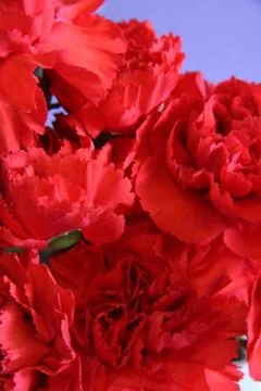 Red Carnation close up 写真素材