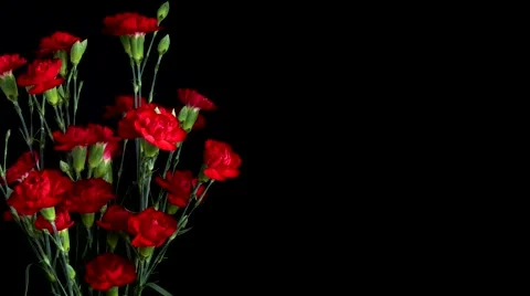 Red Carnation Flower Timelapse Stock Footage 68782497