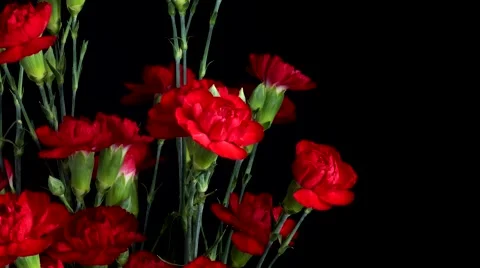 Red Carnation Flower Timelapse Stock Footage 68782726
