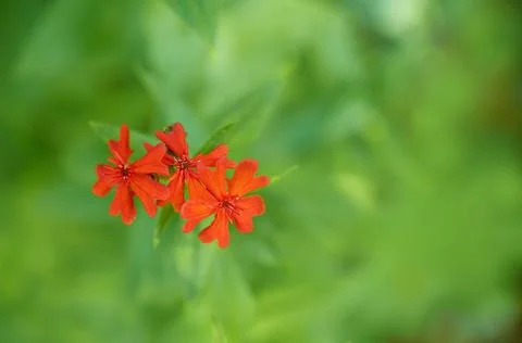 Red carnation flowers close-up. Macro. Selective focus. Space for text Stock Photos