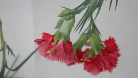 Red carnation flowers Stock Footage 158611413