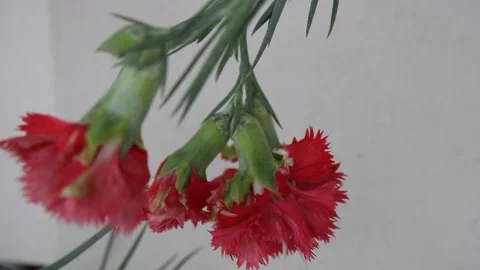 Red carnation flowers Stock Footage 158611485