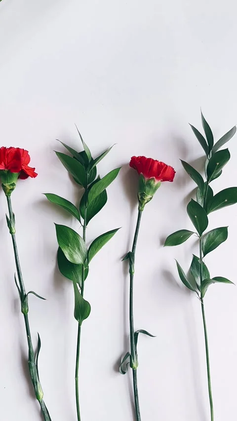 Red carnation flowers lined up Stock Footage 270323789