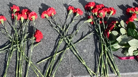 Red carnation flowers at the memorial Stock Footage 272416699