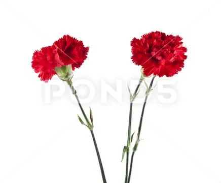 Red carnation flowers Stock Photos