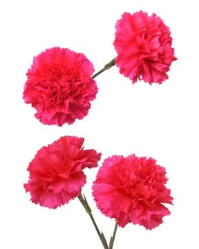 Red carnation flowers Stock Photos
