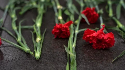 Red Carnation flowers placed on a Black marble grave tombstone Stock Footage 329392304