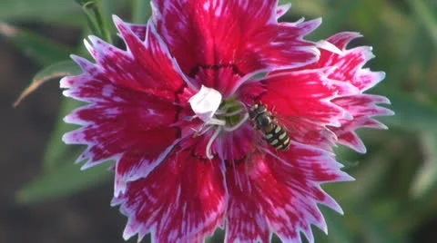 ,,Red Carnation of garden.Bee,Pollination,Close up, 스톡 동영상 24802174