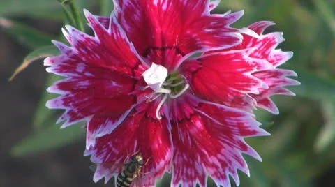 ,,Red Carnation of garden.Bee,Pollination,Close up, 스톡 동영상 24802185