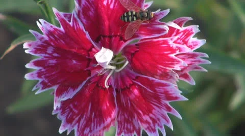 ,,Red Carnation of garden.Bee,Pollination,Close up, 스톡 동영상 24802216