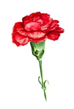 Red carnation Stock Illustration
