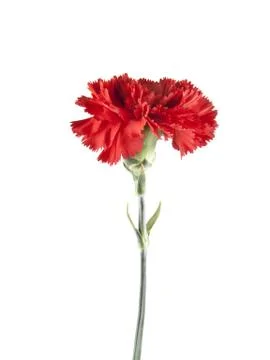 Red carnation isolated on white background Stock Photos